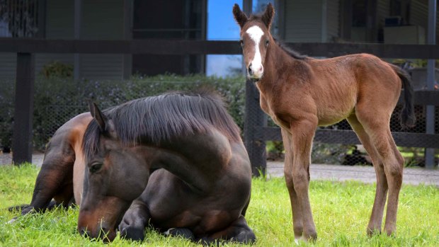 Black Caviar's one-day-old foal stands next to her mother.