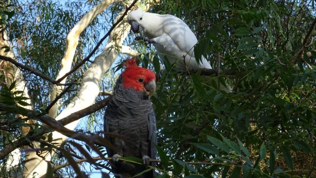 Two contrasting cockatoos in a Pearce garden. 
