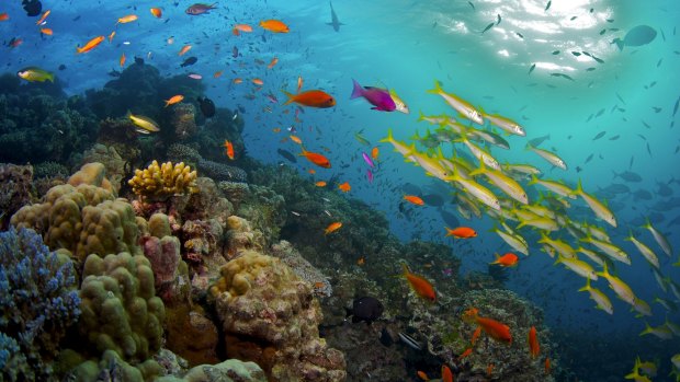 Tony Abbott was scathing of legal wrangling by environment groups to delay a proposal for a huge expansion of coal exports through the Great Barrier Reef.