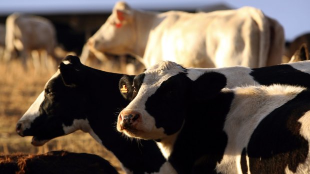 Some dairy farmers have begun to cull their cows to combat dry weather from the El Nino. 