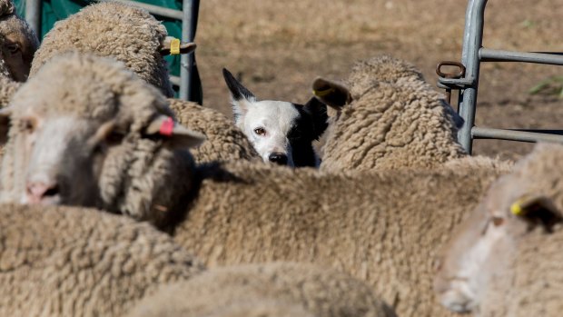 Jess Maclead's working border collie Oops at the Sydney Sheepdog Championships in May, 2016.