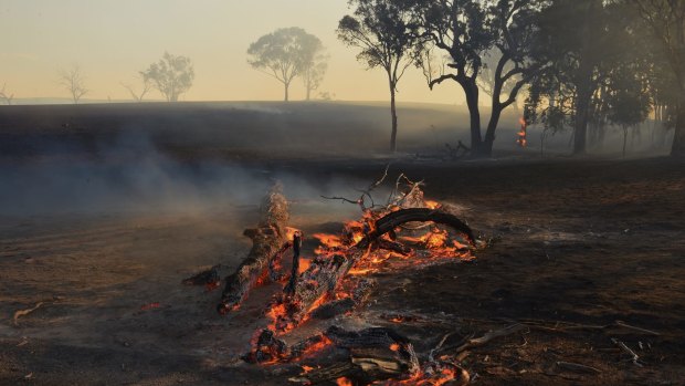 A smouldering tree from a fire,  fast fire from a lightning strike almost destroyed her home north of Gulgong.