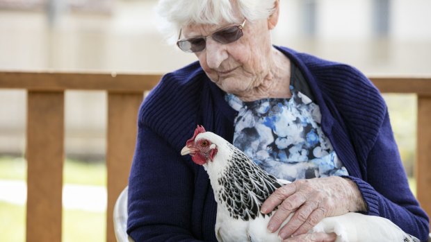 Aged care provider the Whiddon Group is trialling chicken coops in nursing homes.


