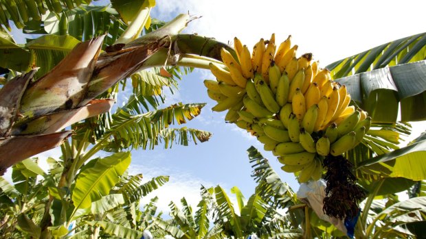 The Robson family signed off on a $4.5m buyout of their troubled banana farm.