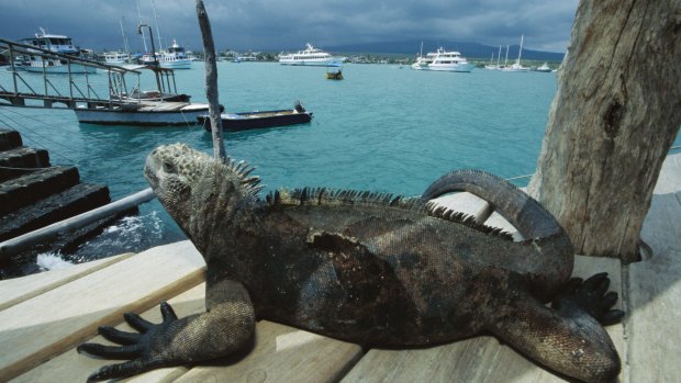 A marine Iguana keeps an eye on the harbour, Galapagos islands. 