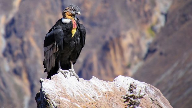 An Andean condor.
