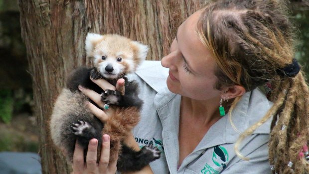 The red panda cub with her keeper, Tamara Gillies.