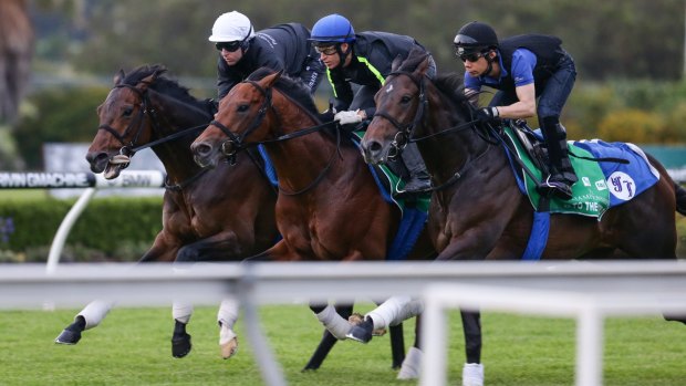 Trriple treat: (From left) Japanese gallopers Tosen Stardom (Tommy Berry), World Ace (Nick Hall) and To The World (Japanese rider) work comfortably at Cantebury Park on Tuesday.