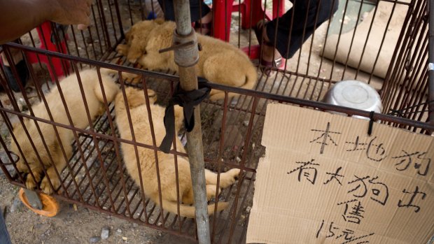Three puppies sit in a cage next to a dog vendor in Yulin. The paper reads "local dog, big dog for sale".