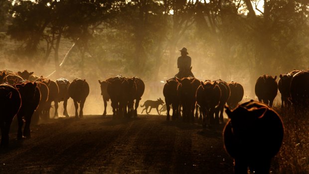 Victorian cattleman Craig Porter takes his cattle for grazing on the roadside due to the 2007 drought.