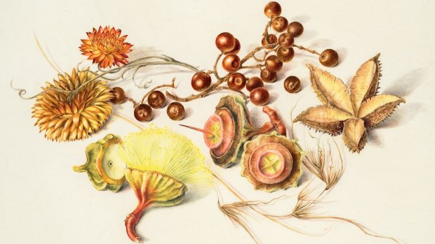 An image from the exhibition Botanica.