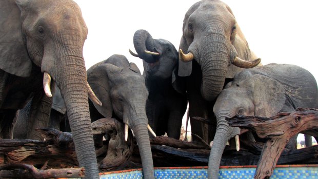 Thirsty elephants in the dry season find a handy water source in the pool at Nehimba Lodge.