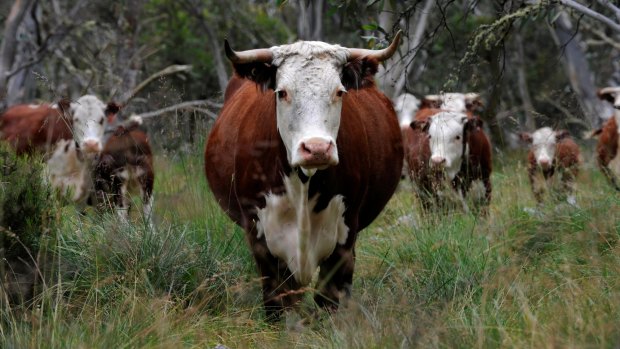 Controversial: Cattle grazing in the Alpine National Park.