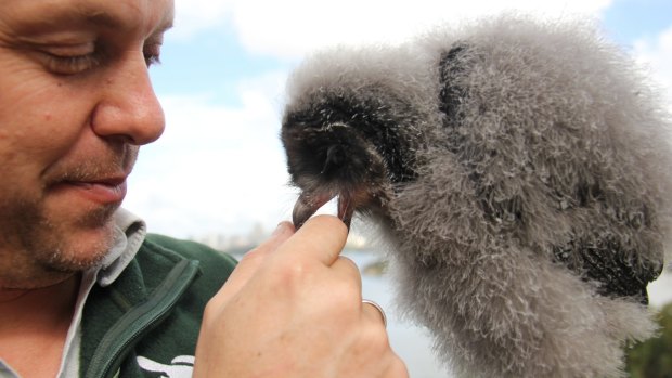 A nibble: Taronga Zoo's bird show supervisor Matt Kettle with Griffin. 