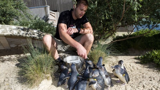 Little penguins are fed by zoo keeper James Uren at the Melbourne Zoo in 2012.