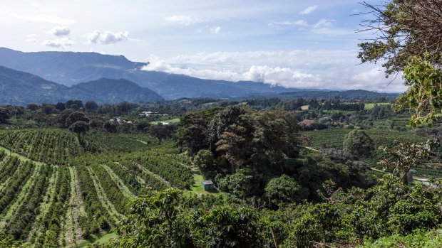 Coffee heaven: Hotel Finca Lerida coffee plantation and boutique hotel in Boquete, Panama.