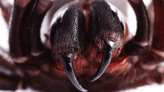 The last thing you might see if you're being eaten by a funnel web.