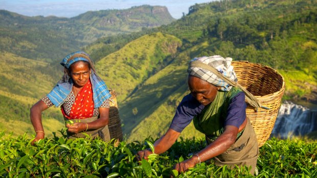 Tea-pickers in Sri Lanka.