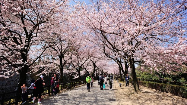 Cherry Blossom trees at Kanazawa Castle Park Ishikawa Prefecture, Japan.