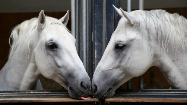 Stallions in the stables.