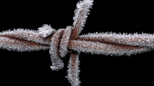 'Look but don't touch' is one of the latest entries in The Canberra Times winter photo competition.