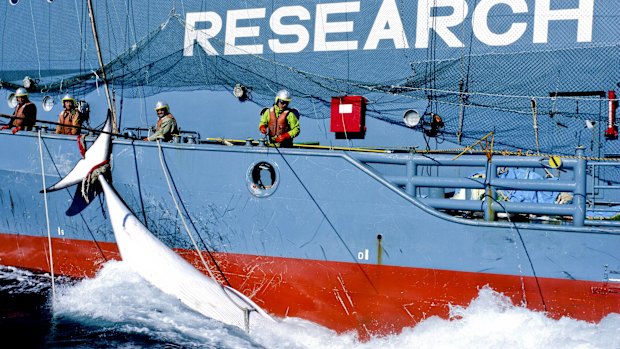 Japanese whalers offloading a minke whale onto the Japanese whaling factory ship the Nisshin Maru in the Southern Ocean in February 2013.