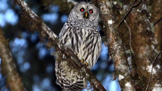 Experiment: the barred owl.