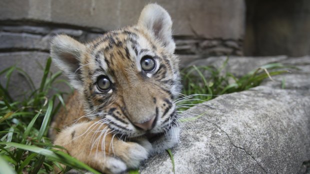 Dreamworld tiger cub Kai.