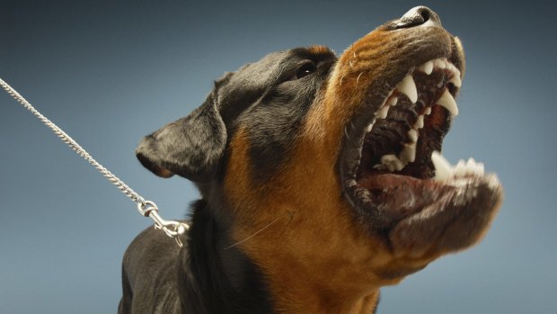 Two dogs that looked like Rottweilers attacked the woman.