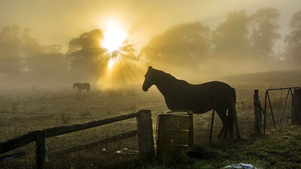 Stuart Row's shot of horses on a foggy autumn morning, taken near Coulter Drive in Belconnen. 