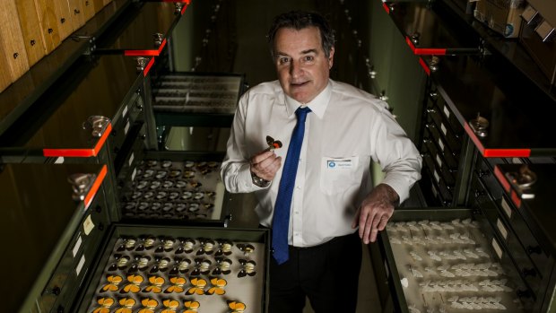 Director of the Australian National Insect Collection, Dr David Yeates, with a butterfly of the family Pieridae.