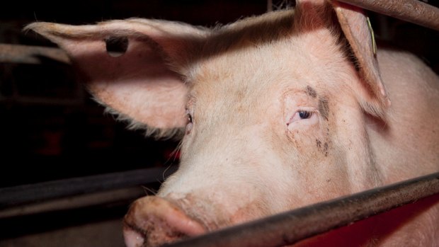 Animal Liberation ACT and Animal Liberation NSW published this photo saying it was taken at Wally's Piggery near Murrumbateman.