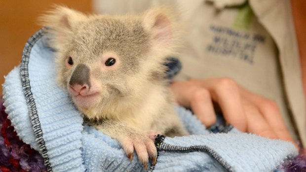 A koala joey at the Australia Zoo Wildlife Hospital.