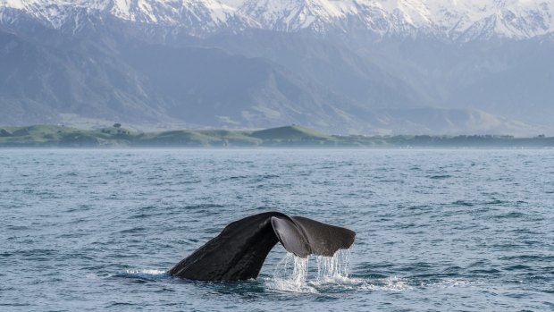 Winter, particularly June and July, is ideal for seeing migrating humpback whales off the coast of 