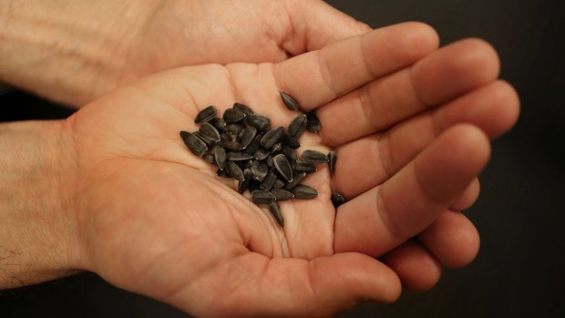 Mark Whattam from the Department of Agriculture holds the sunflower seeds grown in quarantine from the sunflowers collected at the MH17 cockpit crash site.