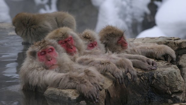 Snow monkeys.