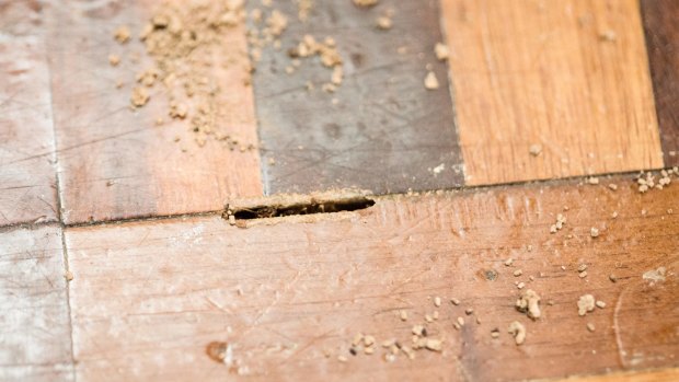 A Canberra pest controller was fined for failing to provide two homeowners with a termite certificate.