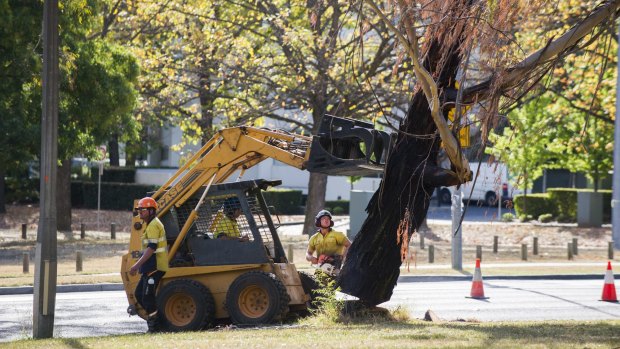 Tree removal at Northbourne Avenue on April 20.