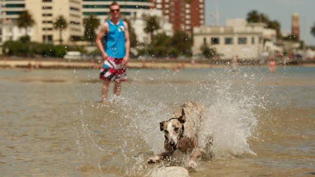 Utah the whippet and owner Hugh McKenzie cooling off at St Kilda.