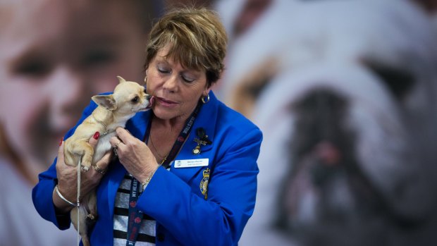 Marilyn Warren says dyeing dogs' fur is rife in the dog show world, even though it is illegal.