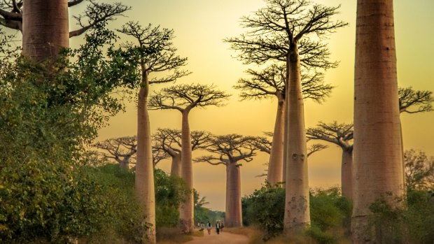 Sunset in the famous Avenida de Baobab near Morondava in Madagascar.