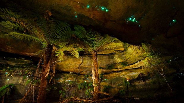Stellar attraction: Glow worms use their light to attract mosquitoes into their webs.