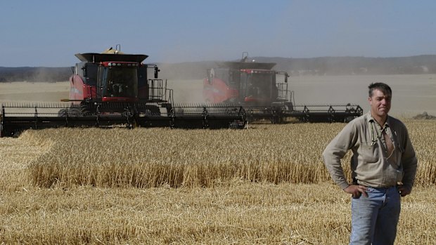 Lawrence Richmond in a paddock of barley, near Lexton, Victoria. 