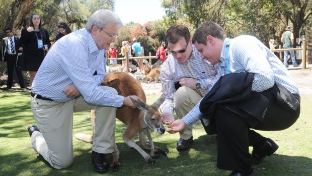 Kevin Rudd and then Canadian Foreign Affairs Minister John Baird (centre) feed the kangaroos during the Commonwealth Heads of Government Meeting in 2011 in Perth.