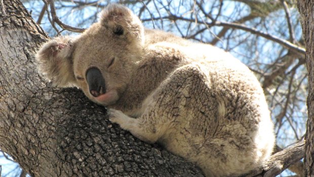 Koalas are among the many species facing habitat loss as the NSW government prepares new land-clearing codes. 