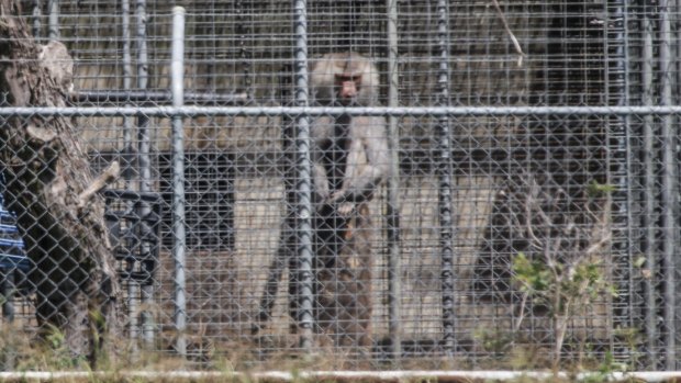 Adult baboons at Wallacia breeding colony have been dying of lymphoma and wasting disease.