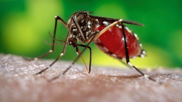 Increased risks: Mosquitoes are expected to bring tropical diseases south.