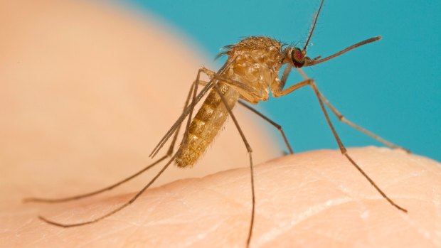 The Brisbane metro health area has had 150 cases of Ross River fever since the start of the year.