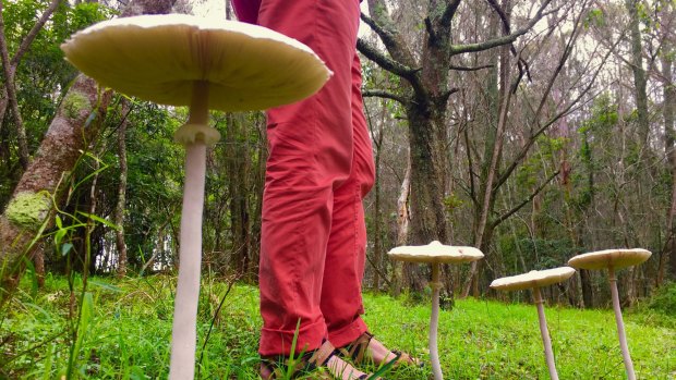 Knee-high to a mushroom: a stand of fungi at Meringo, south of Moruya, on the NSW South Coast.