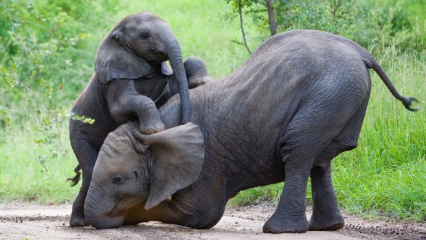 There is a growing amount of science that suggests elephants are among the most intelligent creatures on the planet.